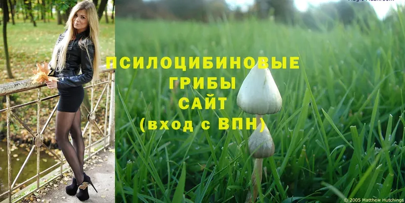 Псилоцибиновые грибы Cubensis  Кола 